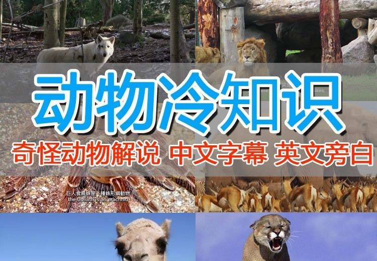 （6312期）外面卖1699的国外纪录片解说（动物解说、美食、动画片）稳过中视频(全面解析国外纪录片解说制作技巧与策略)